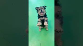 Video preview image #1 Mutt Puppy For Sale in Phoenix, AZ, USA