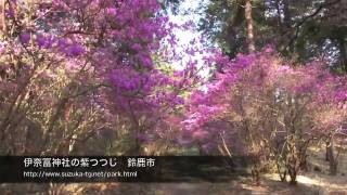 preview picture of video '伊奈冨神社の紫つつじ 三重県鈴鹿市　2011年4月13日'