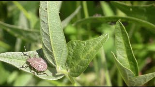 Protecting Yield: Brown Marmorated Stink Bug Management