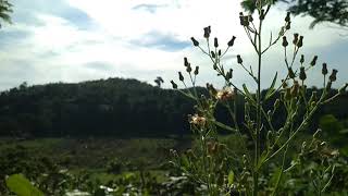 Download lagu mentahan pemandangan alam asri mp3