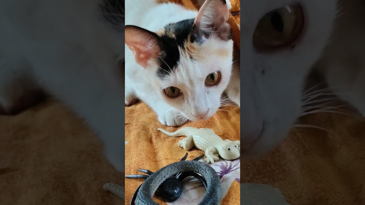 Oh no ! 🫩 #cat #cats #cutecats