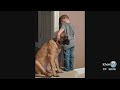 Family Dog Joins Boy In Timeout