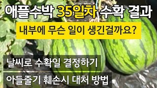 애플수박 35일차 수확결과 - 내부에 무슨 일이? 날씨를 보고 수확일 결정하기. 아들줄기 훼손시 대처방법