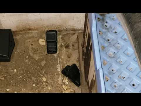 Mice Crawling in the Basement of a Restaurant in Eatontown, NJ