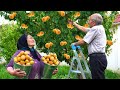Harvesting Over 100 Apricots In The Village Making Jam Pie And Natural Juice Rural Life