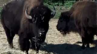 preview picture of video 'Baby Buffalo | Feeding Buffalos'
