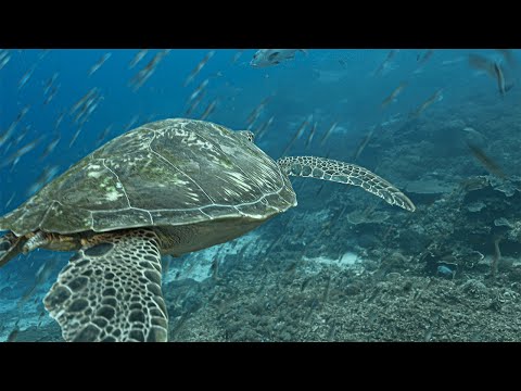 The Tiwi Turtle Police - Deutscher Untertitel