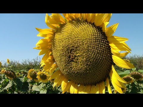 Slatina 2018. – 2019. dokumentarni filmovi