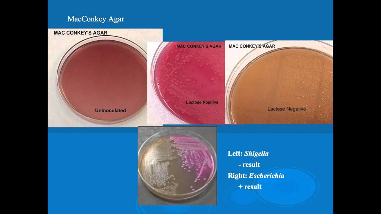 microbiology lab practical information part 1