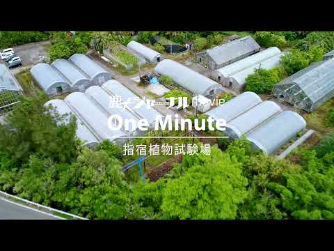 【1分間で鹿児島大学】農学部附属指宿植物試験場（鹿大ジャーナルmovie One Minute