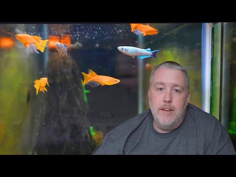 The NEXT POPULAR FISH  - Japanese Ricefish - Medaka - Oryzias latipes - Rice Fish