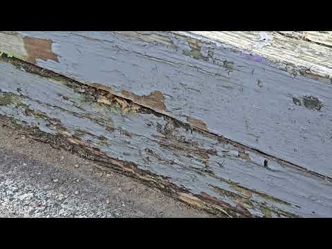Yellow Jackets Nesting in the Gaps of the Railroad Ties in Trenton, NJ