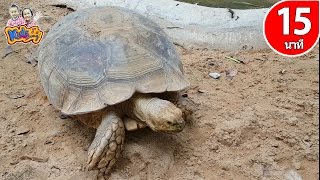 เพลง เต่า เอ๋ย เต่า เต่ามันมีสี่ขา รวมเพลง ช้าง เป็ด  ลิง เพลงสำหรับเด็ก By KidsMeSong