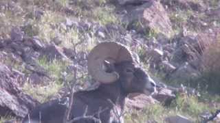 Terry Lancaster's AZ Desert Sheep Hunt Unit 15D Video with Colburn and Scott Outfitters