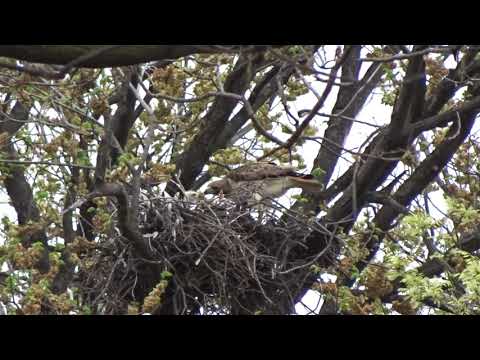 Feeding the Tompkins Square red-tailed hawk chicks