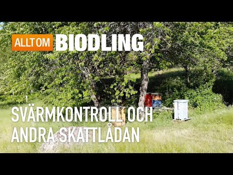 Andra skattlådan och svärmkontroll - Biodling