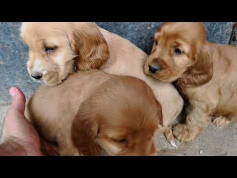 Camada 3 cocker spaniel ingles Mayo/18