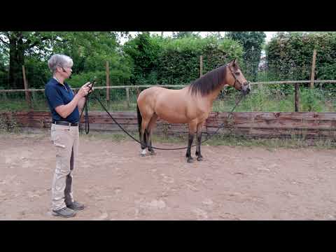 Körpersprache beim Longieren
