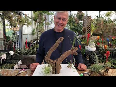 image-What is a plant mount?