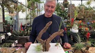 Mounting Air Plants with Tilly Tacker