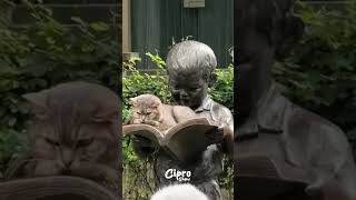 Gato cuenta cuentos a la gente #viralvideo