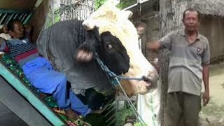 Pengorbanan Saeman setelah Sapinya Dibeli Jokowi, Rela 