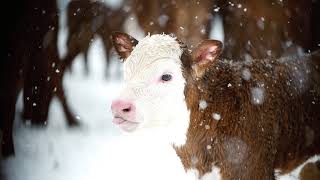 Cows Around - National Ranching Heritage Center