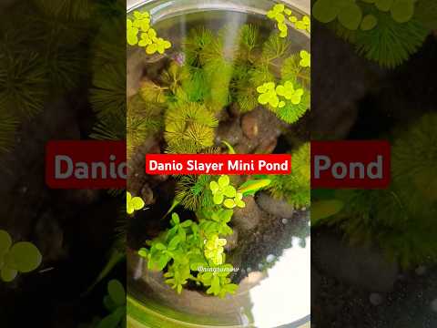 Mini pond Danio Slayer fish. #pets #petfish #danioslayer #danio #fish #minipond #aquariumfish