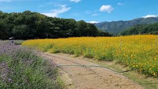 함양 상림공원 황화코스모스
