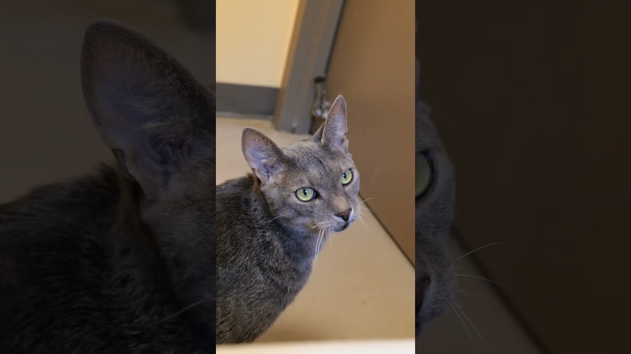 Enlarge Ashes, a Adoptable Domestic Short Hair in Baltimore, MD video 6/6