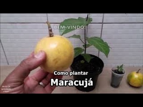 How to Plant Passion Fruit Step by Step