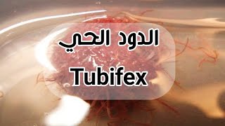 الدود الحي الاحمر (التوبيفكس) و طريقة الحفاظ عليه من حر الصيف