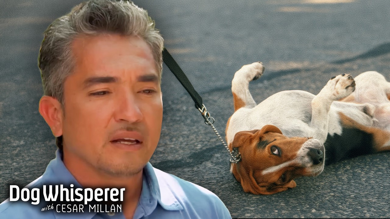 This Lazy Dog Has to Be Dragged Around! | Dog Whisperer with Cesar Millan