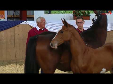 Hengstfohlen vom 11.05.2017 Barcley x Connor x Carpaccio Stamm 776