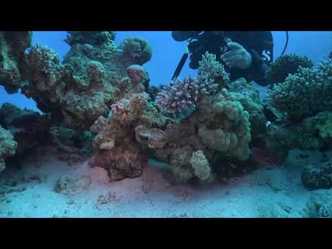 Zdenka & Chris : Oktopus klaut GoPro 2