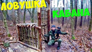 Как сделать ловушку чтобы поймать маленького кабанчика