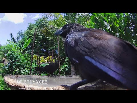 Bird Bath (1411) 🦅🚿