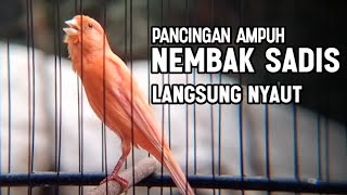 Download lagu KENARI GACOR PANJANG Rol Rapat EMOSI Cuit cuit Ngerol utk masteran murai batu FULL ISIAN mp3