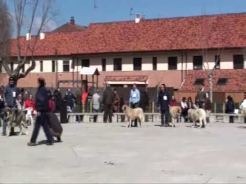 Viana de Cega 2010.wmv