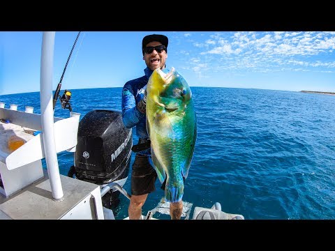 download lagu mp3 mp4 Blue Bone Fish Recipes, download lagu Blue Bone Fish Recipes gratis, unduh video klip Blue Bone Fish Recipes