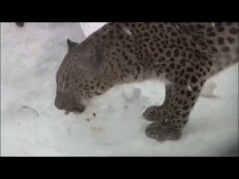 Leopard Enrichment, Cleveland Style