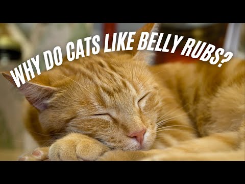 Why Do Cats Like Belly Rubs? Cinnamon Loves Tummy Rubs!