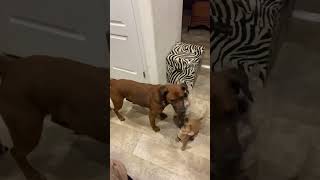 Video preview image #1 Mutt Puppy For Sale in San Diego, CA, USA