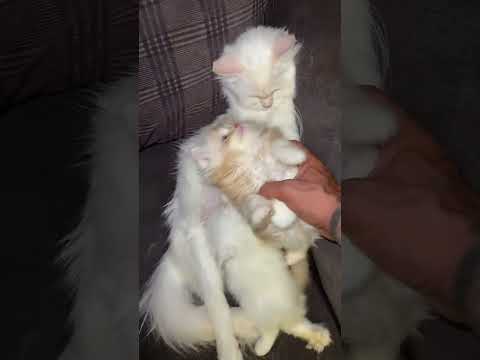 Cute Kittens 😸 😍 Funny Cats videos beautiful 🐈 😻 #cat #cats #kitten #cutecat #catvideos #kitty