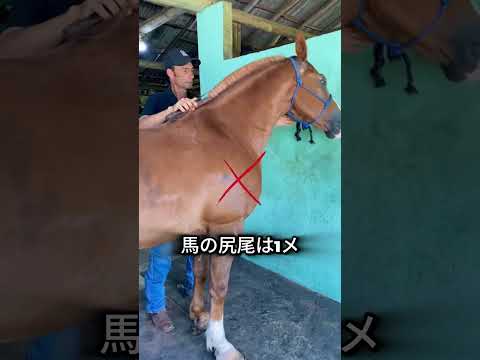 なぜ馬のしっぽは切られるのですか？