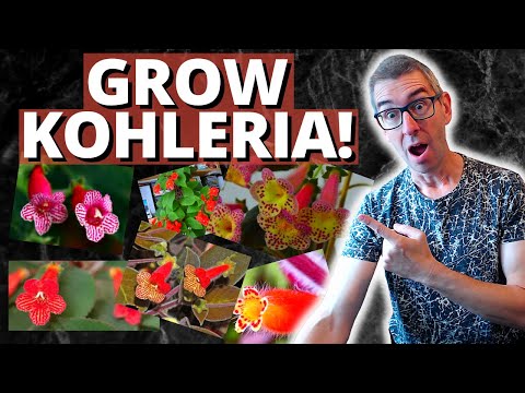 , title : 'HOW TO GROW KOHLERIA (Gesneriad care)