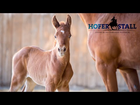 Heidi's Fohlen - 3 Tage alt