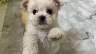 ハーフ犬の動画01