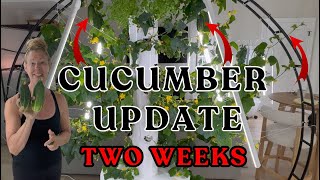 Two-Week UPDATE Grow #towergarden #cucumbers Like a Pro Indoors! #hydroponicgardening #garden