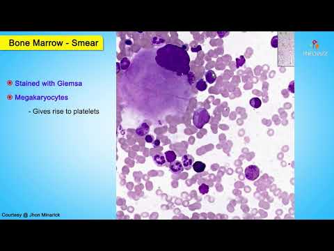 Histology Bone marrow smear : Shotgun Histology